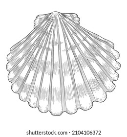 Hand Drawn Sea Shell. Starfish Shellfish Tropical Mollusk In Vintage Engraving Style. Seashell Isolated Vector Collection. Illustration Of Shellfish And Starfish Drawing.