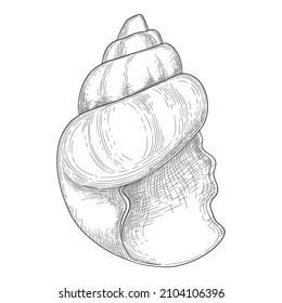 Handgezeichnete Muschel. Tropische Muscheln aus Muscheln der Muschel, die im Stil der Vintage graviert werden. Seashell einzelne Vektorgrafik-Kollektion. Illustration von Muscheln und Seestern.