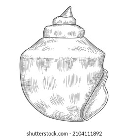 Hand drawn sea shell. Starfish shellfish tropical mollusk in vintage engraving style. Seashell isolated vector collection. Illustration of shellfish and starfish drawing.