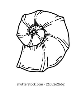 Hand drawn Sea Shell. Vector illustration of Seashell on white isolated background. Sketch of Conch for icon or logo. Drawing of Clam in line art style. Black and white colors