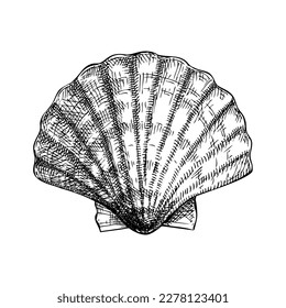 Hand drawn sea shells illustration. Vintage marine mollusk in sketch style. Shellfish drawing isolated on white background. For menu, recipes, logos, flyers.