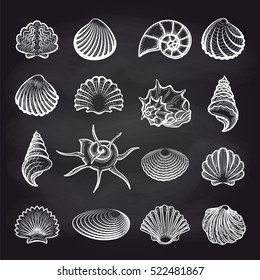 Hand drawn sea shells on chalckboard background vector