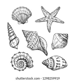 Hand drawn sea shells. Starfish shellfish tropical mollusk in vintage engraving style. Seashell isolated vector collection. Illustration of shellfish and starfish drawing