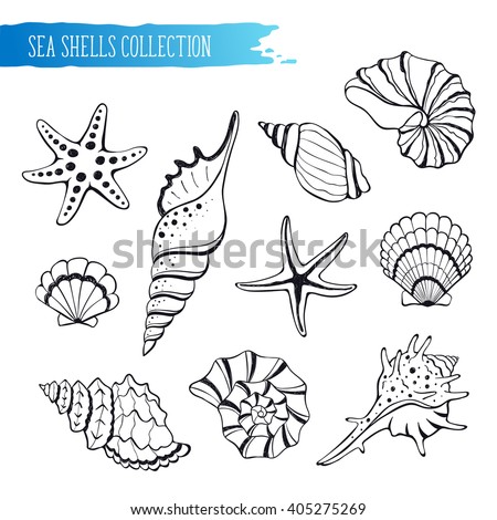 Vetor stock de Hand Drawn Sea Shells Stars Collection (livre de ...