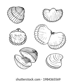 Hand drawn sea shells vector set  perfect for invitations, fabric, textile,  posters, prints, banners 
