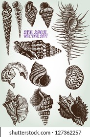 hand drawn sea snail vector set