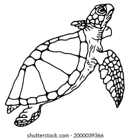 hand drawn sea turtle illustration in doodle style