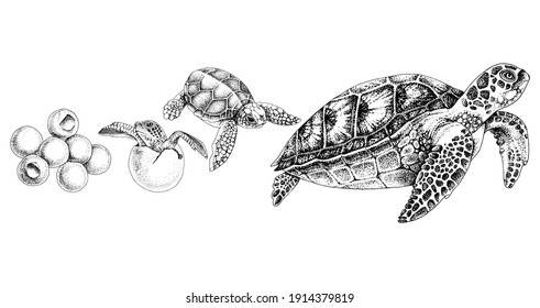 Hand drawn sea turtle life cycle