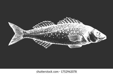 Ilustración de la lubina dibujada a mano. Ilustración de peces vectores en pizarra de tiza.