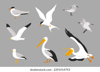 Hand drawn seabirds illustrations set