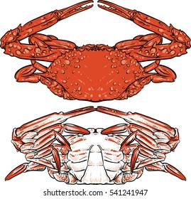 Hand drawn seafood illustration. Crab claw. Crab drawing on white background. 