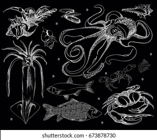 Hand drawn Seafood set. Octopus, fish, oysters, crab, shellfish and mussels. Vector illustration in old ink style.