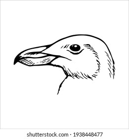 Hand drawn seagull bird vector illustration. Sketch isolated on white background with pencil, label banner. gull, vector sketch on a white background.  Bird symbol black and white. Ornithology. Mew