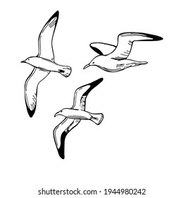 Hand drawn seagulls in flight.Vector sketch  illustration.