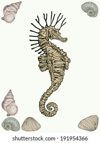 hand drawn seahorse hippocampus and shells vintage engraving style