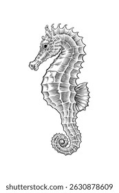 hand drawn seahorse illustration drawing