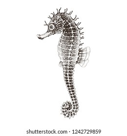 Hand drawn Seahorse, vector isolated silhouette on white background.