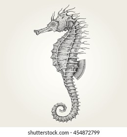 Hand drawn seahorse. Vintage vector illustration of marine fish