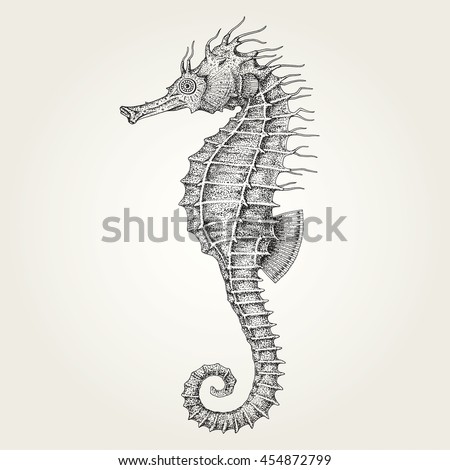 Hand drawn seahorse. Vintage vector illustration of marine fish