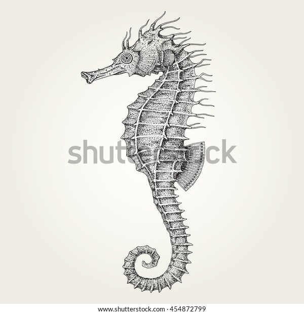 Hand drawn seahorse. Vintage vector illustration of\
marine fish