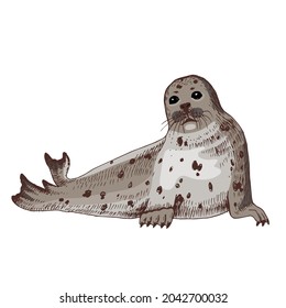 Hand drawn Seal isolated on white background