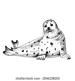 Hand drawn Seal isolated on white background
