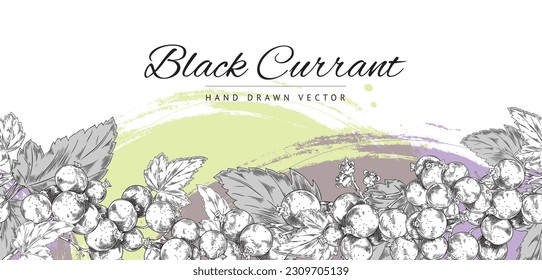 Hand drawn seamless border with blackcurrant berries and leaves sketch style, vector illustration on white background. Decorative design element, natural organic product, tasty and healthy food