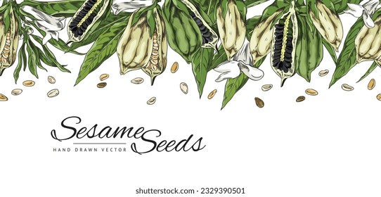 Borde sin costuras de mano con semillas de sésamo, vástagos, hojas y flores estilo de esbozo, ilustración vectorial sobre fondo blanco. Elemento de diseño decorativo, planta orgánica natural, producto culinario