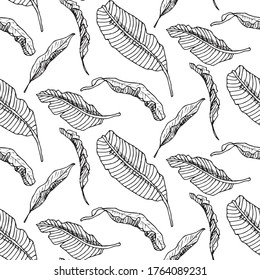 Hand drawn seamless pattern of banana leaf. Retro sketches isolated. Vintage collection. Linear graphic design. Black and white image of fruit. Vector illustration.