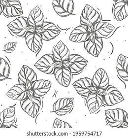Hand drawn seamless pattern black and white of basil, plant, leaf. Vector illustration. Elements in graphic style label, sticker, menu, package