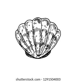 Hand drawn seashell.