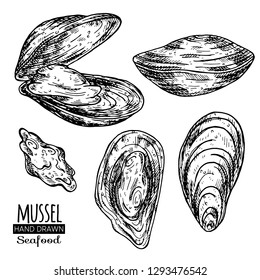 Hand drawn seashell.