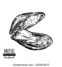 Hand drawn seashell.
