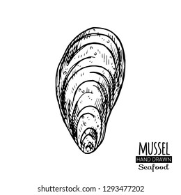 Hand drawn seashell.