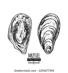 Hand drawn seashell.