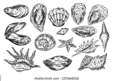 Hand drawn seashell.