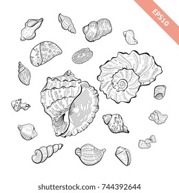 Hand drawn seashell collection. Sketch style shell set. 
