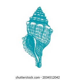 Hand drawn Seashell, Conch, empty Shell of underwater animal. Turquoise ink, engraving style Marine illustration. Sea life. Summer vector design element isolated for print design, poster, coloring