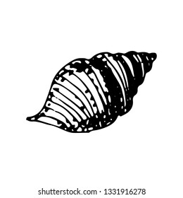Hand Drawn seashell doodle. Sketch style icon. Marine underwater plants weeds and animals. Isolated on white background. Flat design. Vector illustration.