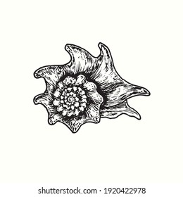Hand drawn seashell. Ink black and white drawing. Vector illustration