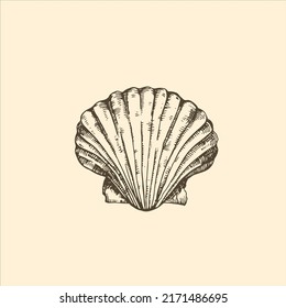 Hand drawn seashell on a gentle background. Sketch, vector.