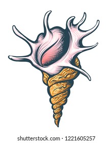 Hand drawn Seashell  on white background. Vector illustration.