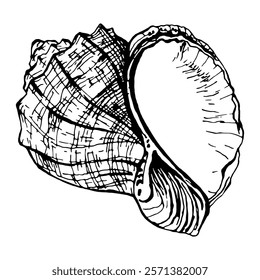 Hand drawn seashell in outline engraving style. Isolated on a white background. Vector illustration. Perfect for invitations, greeting cards, postcard, print, fashion design, t-shirts, pillows, plates