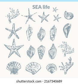 Hand drawn seashell pencil sketch set. Vector monochrome illustration, sea nature background. Summer travel, beach vacation design elements for cards and prints, beauty products.