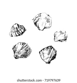 Hand drawn seashell set on a white background. Vector trace illustration. Sketch
