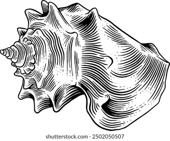 Hand drawn Seashell Sketch Illustration
