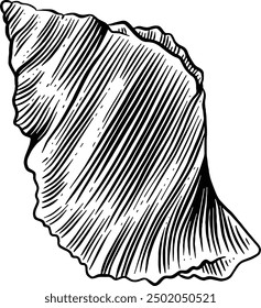 Hand drawn Seashell Sketch Illustration