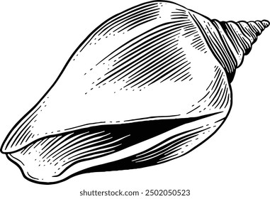 Hand drawn Seashell Sketch Illustration