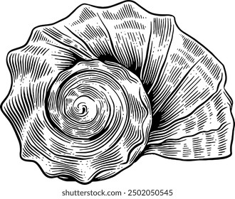 Hand drawn Seashell Sketch Illustration