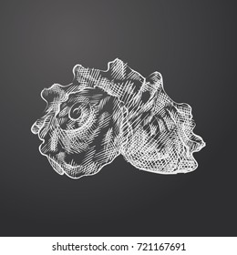Hand Drawn seashell Sketch Symbol isolated on chalkboard. Vector undersea world Element In Trendy Style